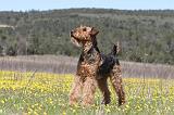 AIREDALE TERRIER 221
